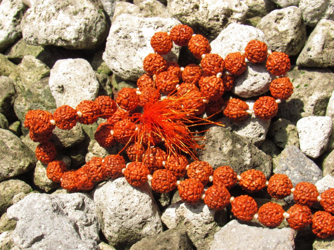 Rudraksha's Japa Mala - Metayantra Consciencia